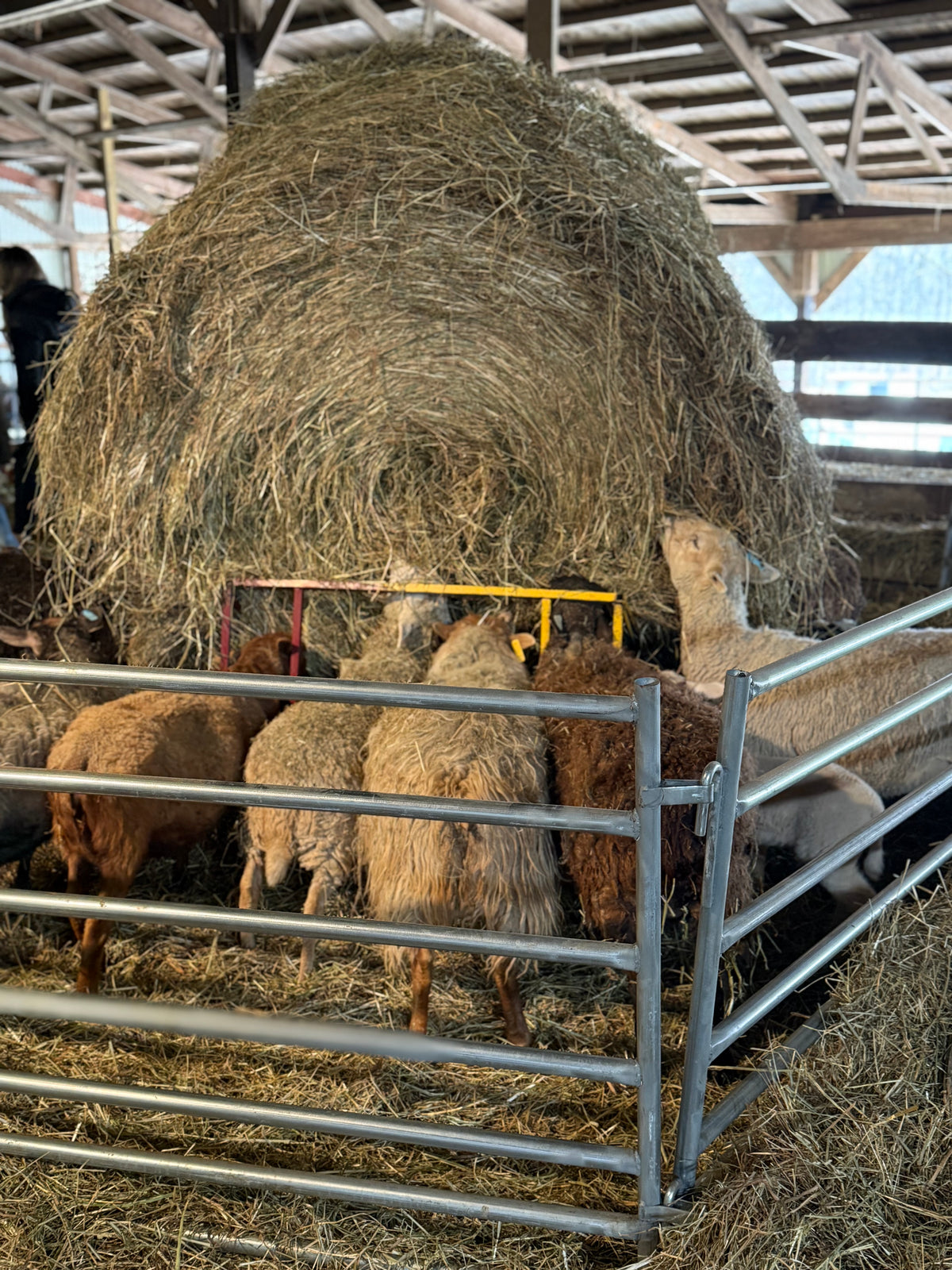 Fallen Aspen Farm Field Trip!