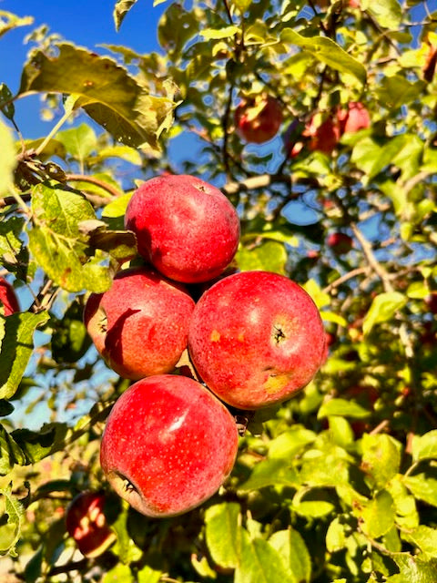 Apple Picking Field Trip, A Tavern Academy Experience
